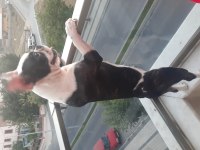 2 yaşında eğitimli akıllı dişi french bulldog