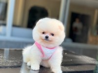SAĞLIK VE IRK GARANTİLİ POMERANİAN BOO