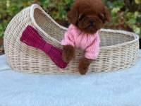 DİŞİ KORE POODLE YAVRULAR