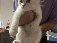 Dişi british shorthair blue point