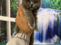 2 Aylık British Shorthair Yavrular