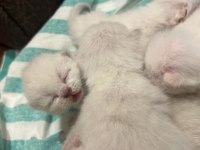 British longhair birbirinden güzel bebekler