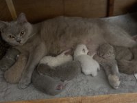 1 haftalık british shorthair
