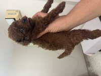 Teslime hazır Poodle yavrular