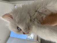 British shorthair kedilerimi acil sahiplendiriyorum
