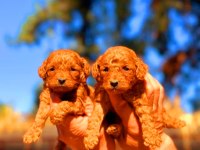 Toy poodle yavrularında son nokta