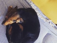 4 Aylık İngiliz Setter Yavrusu Mocha için yuva arıyoruz