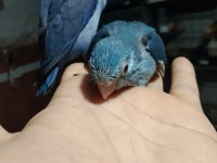 Bebek forpus papağanı