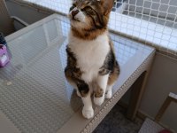 Maine coon ve tekir kırması kısır erkek