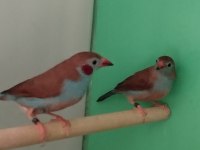 Cordon blue ispinoz çift tkf bilezikli