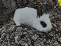 Sevimli Bebek Tavşanlar