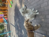 1 yaşında İngiliz cocker Alvin