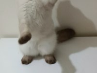Top kafa Mavi göz SCOTTİSH FOLD erkek