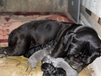 Cane Corso Yavruları