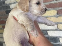 Minik maltipoo yavrularımız yeni yuvalarını bekliyor