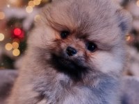 Şecereli Teacup Pomeranian Yavrularımız