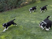 Sınırlı özel border collie yavrular