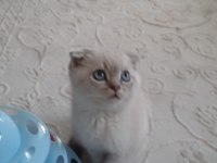 Scottish fold yavru kedimiz sahiplendirme