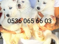 Manken Kızımızın Süt Beyaz Erkek Husky Yavruları