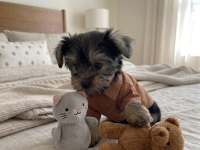 Teacup yorkshire terrier yavrular