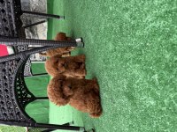 Bebek toy poodle