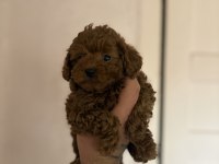 Kilo garantili toy poodle bebekler