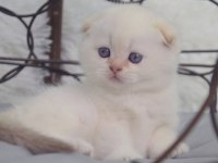 Topaç kafa silver scottish fold