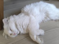 Yavru Kedi