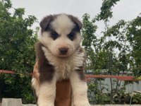 Sibirya husky yavrularımız