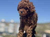 Kore toy poodle yavrularımız