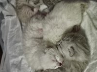 British shorthair yavrular
