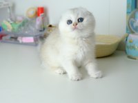 Scottish Fold Top Kafa Silver Yavrumuz