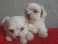 Maltese Kore Teacup 2 kg geçmez