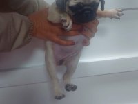 Oyuncu pug bebek