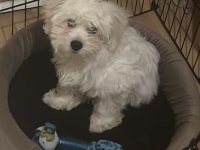 4 aylık çipli maltese terrier