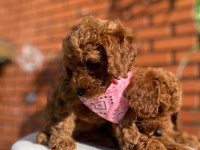 SAFKAN TOY POODLE YAVRULARIMIZ