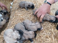 Yeni doğmuş Kangal yavruları