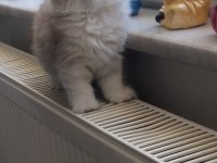 A kalite pamuk british longhair kız