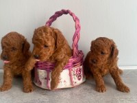 A Kalite Poodle