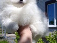 Show kalite kar beyaz teddy pomeranian yavrumuz