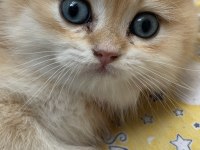 2 Aylık Erkek British Shorthair Yavru