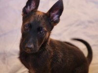 A şecereli üst kalite malinois yavruları