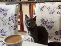 Mükemmel eğitimli british shorthair