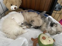 Yavru 1 aylık pomeranian