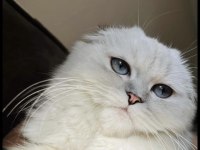 Maviş Scottish Fold Kedimiz