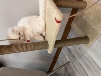 Scottish fold longhair orijinal şecereli