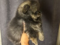 Pomeranian boo teslime hazır