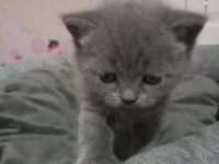 British shorthair 2 aylık kedimiz