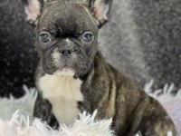 FRENCH BULLDOG YAVRULARI