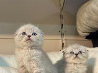 Blue point silver scottish fold